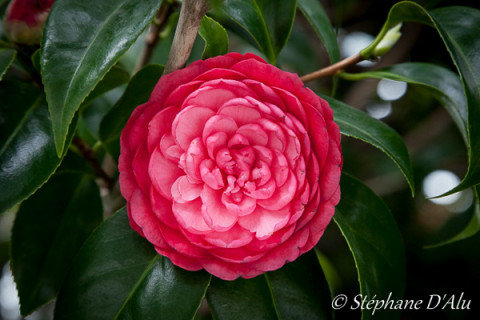 5D_82231