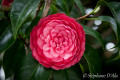 5D_82231